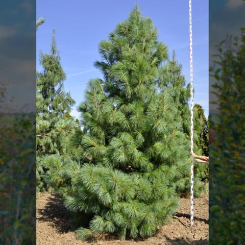 Pinus wallichiana (griffithi)
